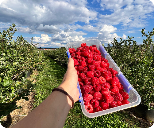 maline u ruci